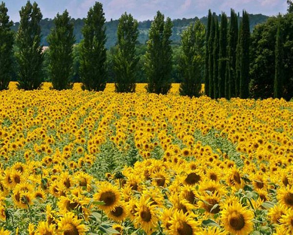 La Sala Del Torriano