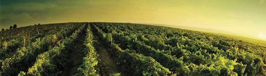 Grandi vini sotto i 10 euro