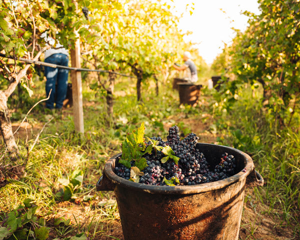 Raccolta uva artigiani