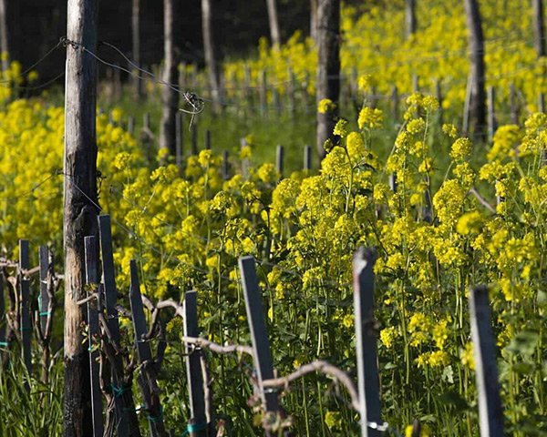 Tenuta Selvadolce